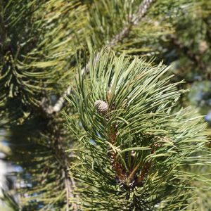 Pinus heldreichii var leucodermis – Pinus leucodermis – Bosnian Pine – Pine – get a quote