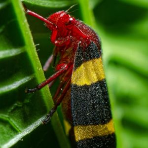 Twolined Spittlebug – Prosapia bicincta get a quote