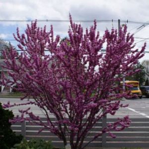 Cercise chinensis – Forest pansy – redbud – Chinese redbud – get a quote