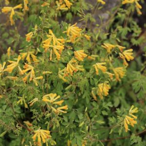 Corydalis lutea – Pseudofumaria lutea – Yellow Corydalis – Pseudofumaria – get a quote