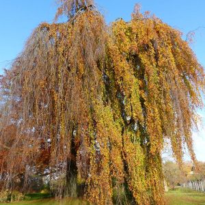 Fagus sylvatica f. pendula – Weeping Beech – Common Beech – European Beech – Beech   – get a quote