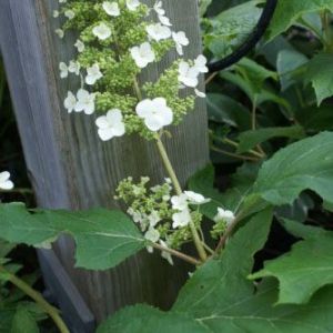 Hydrangea quercifolia ‘Snow White’  – Oakleaf hydrangea- get a quote