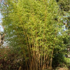 Phyllostachys bambusoides ‘Allgold’ – Phyllostachys bambusoides ‘Holochrysa’ – Sulfurea of gardens – Giant Timber Bamboo – Madake – get a quote