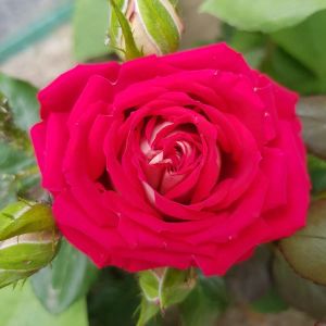 Rosa ‘Love’ – Rose ‘Love’ get a quote