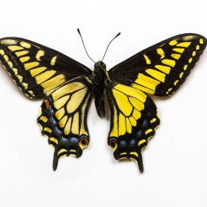 Anise Swallowtail – California Orangedor – Papilio zelicaon get a quote