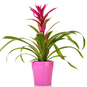 Looking for an Unique houseplant – Try a Bromeliad get a quote