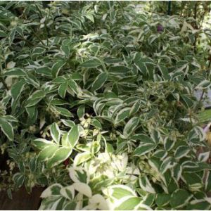 Polemonium reptans ‘Touch of Class’ – Jacob’s Ladder-variegated – get a quote