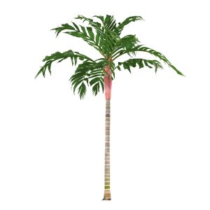 Areca vestiaria – get a quote