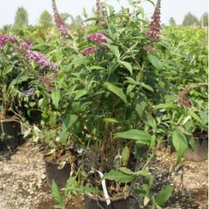 Buddleia davidii ‘Pink Delight’ – Butterfly bush – get a quote