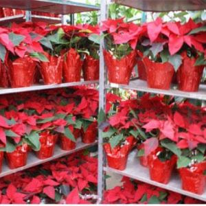 Poinsettia Red get a quote
