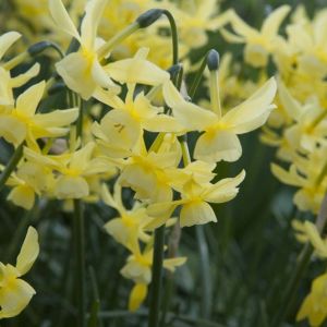 Narcissus ‘Hawera’ – Daffodil ‘Hawera’ get a quote