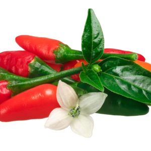 Pepper – Pequin Chili Pepper – Extremely Hot get a quote