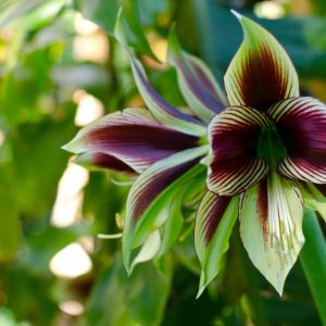 Hippeastrum papilio – Butterfly amaryllis  – Amaryllis – Barbados Lily – get a quote