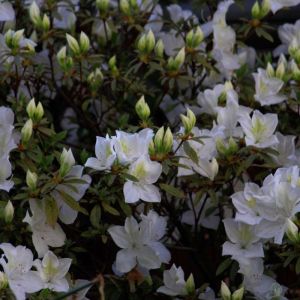 Rhododendron ‘Gumpo’ – Rhododendron indicum var. eriocarpum ‘Gumpo’ – Azaleas – get a quote