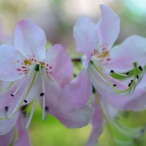 Rhododendron vaseyi – Pinkshell Azalea get a quote