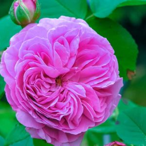 Rosa ‘Louise Odier’ – Rose ‘L’Ouche’ – Rose Mme. De Stella’ – get a quote