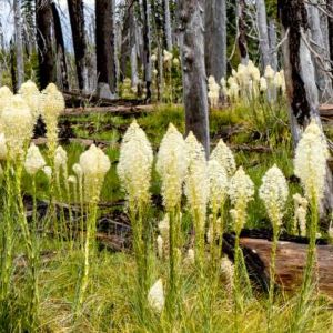 Xerophyllum tenax ‘ Bear Grass ‘ Elk Grass ‘ get a quote