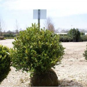 Buxus microphylla var. japonicum ‘Winter Gem’ – Small-leaved Boxwood – Chinese Box – Japanese Box – Korean Box – Box – Boxwood – get a quote