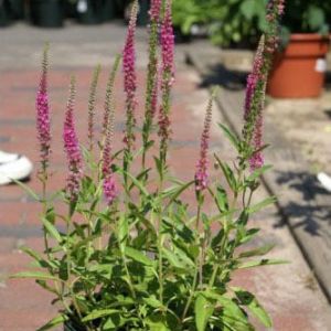 Veronica ‘Red Fox’ – Veronica – Speedwell – get a quote