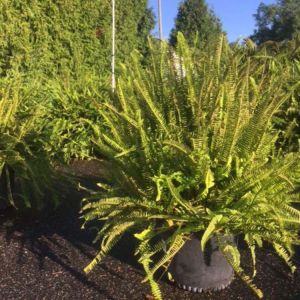 Nephrolepis obliterate – Fern – Kimberely fern – get a quote
