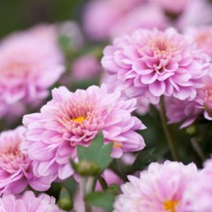 Hardy mum pink – Chrysanthemum get a quote