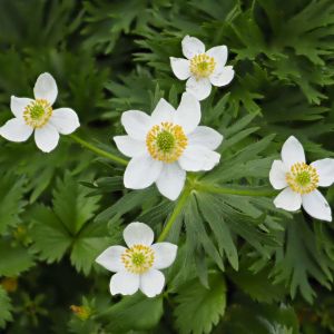 Anemone narcissiflora – Windflower get a quote