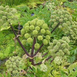 Angelica archangelica ‘ Angelica officinalis ‘ Archangle ‘ get a quote