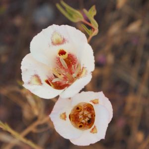 Calochortus venustus – White mariposa – White mariposa Lily – Fairy Lantern – Mariposa – Mariposa Tulip – Mariposa Lily – get a quote