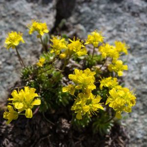 Draba aizoides – Yellow Whitlow Grass get a quote