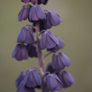 Fritillaria persica – Fritillary – get a quote