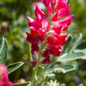 Hedysarum coronarium – French Honeysuckle – Sweetvetch get a quote