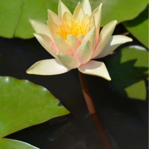 Nymphaea ‘Paul Hariot’ – Waterlily – get a quote