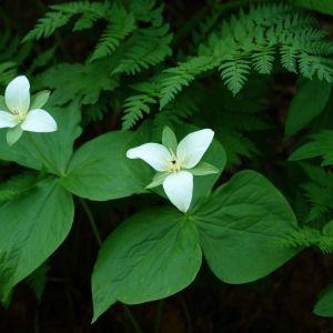 Trillium kamtschaticum – Trinity Flower – Wakerobin – Wood Lily get a quote