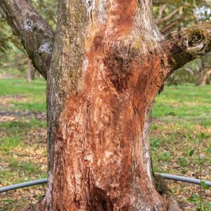 Phytophthora Root Rot get a quote