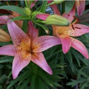 Lilium ‘Pink Pixie’ – Lily get a quote