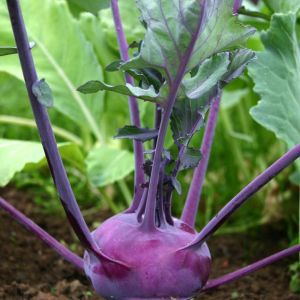 Kohlrabi Purple get a quote