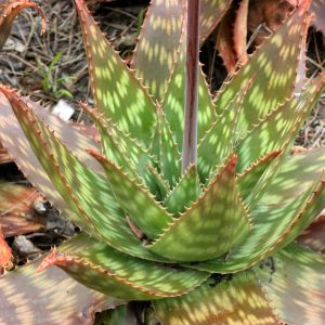 Aloe maculata – Soap Aloe – get a quote