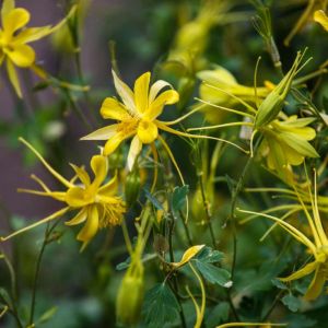 Aquilegia chrysantha – Yellow Columbine – Columbine get a quote