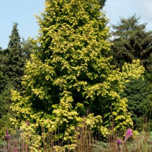 Metasequoia glyptostroboides ‘Gold Rush’ – Dawn Redwood – get a quote