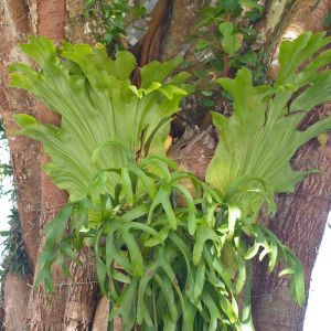 Platycerium grande – Staghorn Fern – get a quote