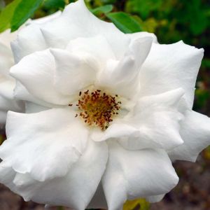 Buy Hybrid Peretual Roses Plants