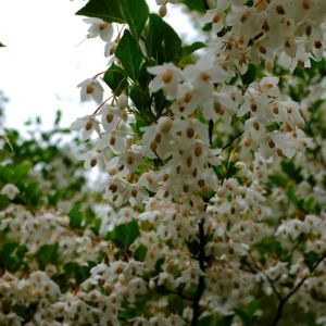 Styrax japonicus – Japanese Snowbell get a quote