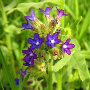 Anchusa officinalis – Bugloss – Alkanet – Summer Forget-me-not get a quote