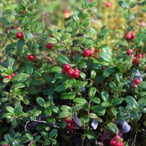 Vaccinium parvifolium – Red Whortleberry – Blueberry – Cranberry – Huckleberry – get a quote