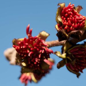 Parrotia persica ‘Pendula’ – Persian Parrotia ‘Pendula’ – Iron Tree – Persian Ironwood – Persian Witch Hazel – get a quote