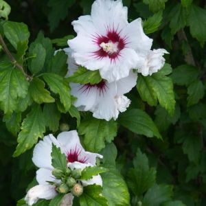 Hibiscus syriacus ‘Red Heart’ – Rose of Sharon – Blue Hibiscus – Shrub Althea – Syrian Hibiscus get a quote