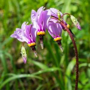 Dodecatheon hendersonii – Dodecatheon latifolium – Mosquito Bills – Sailor Caps- Shooting Stars – get a quote