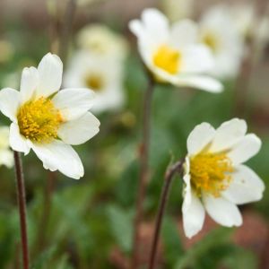 Dryas x suendermannii – Mountain Avens – get a quote