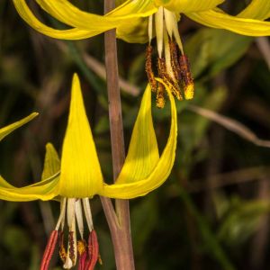 Erythronium grandiflorum – Dog’s-tooth Violet – Trout Lily – Fawn Lily – get a quote