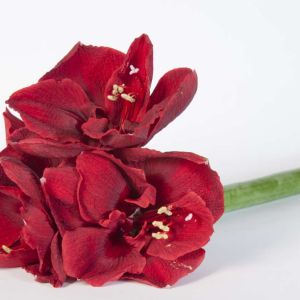 Hippeastrum ‘Liberty’ – Amaryllis – Barbados Lily – get a quote